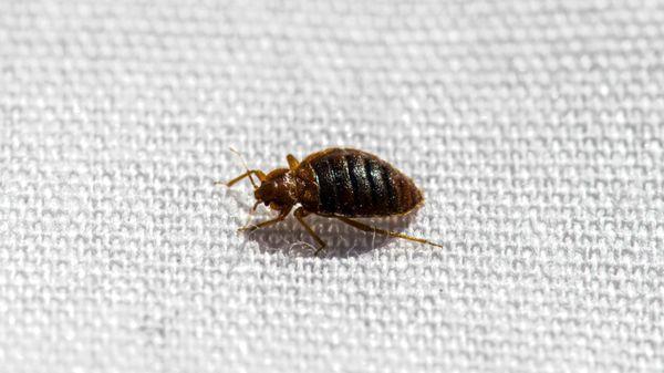 Pest Control for bed bugs