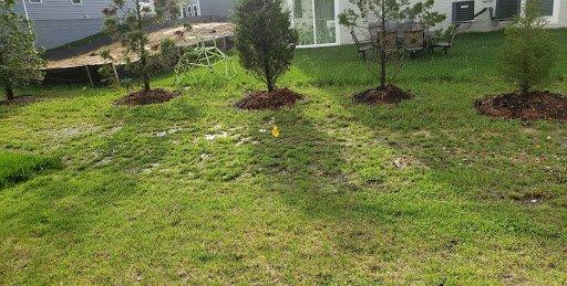 Swampy back yard with lots of crab grass, clovers, and straw.  Prior to resodding.