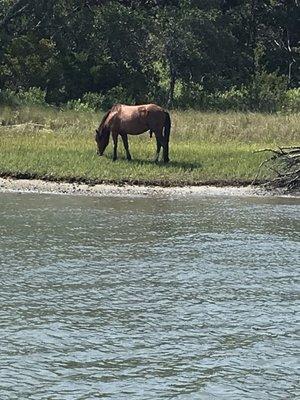 Wild ponies on Shackleford Banks