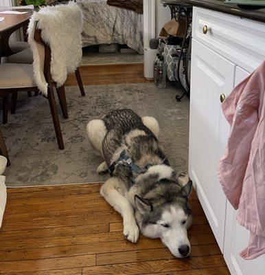 Dog Boarding : spotted! Leo hanging out while I make dinner :)