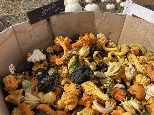 Decorative gourds