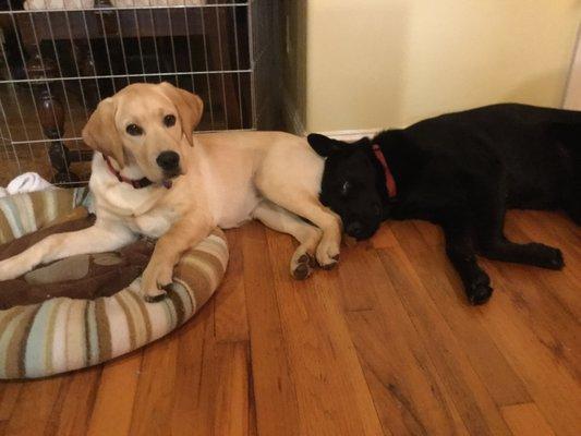 Nala (yellow) from FRK with her "sister," a rescue pup.