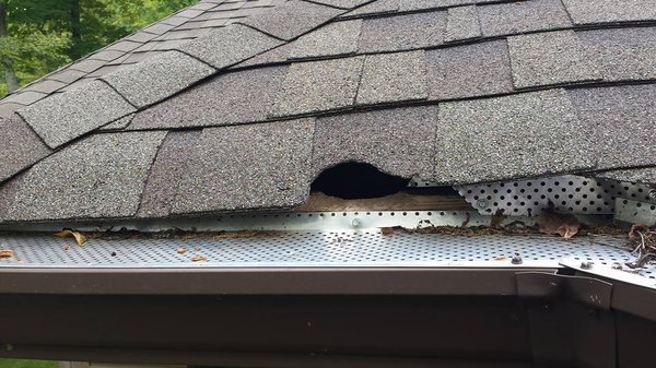 squirrel chewed hole in roof