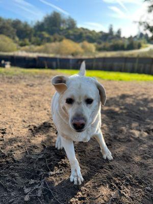 Finn recommends Dogwood Ranch