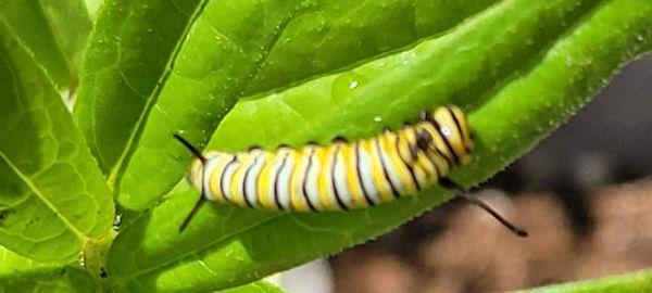 I buy milkweed for them!