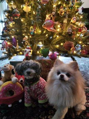 PeeWee and Foxy love Green Paws Grooming!