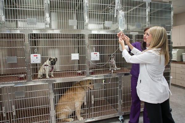 Our team members and remodeled facility will ensure  to assist in all of your pet's healthcare wants and needs!