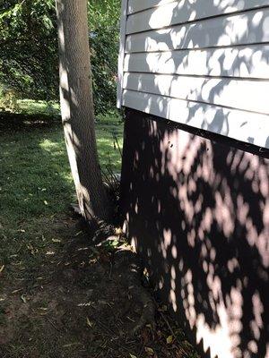 Tree up against house can cause damage to foundation Union NJ