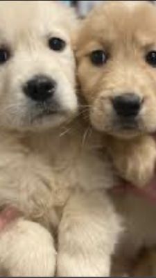 Adorable puppies