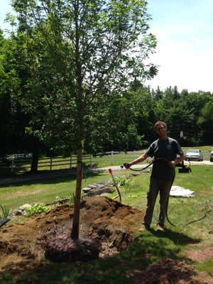 Planting a Sugar Maple.