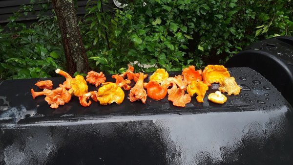 Chantrelles