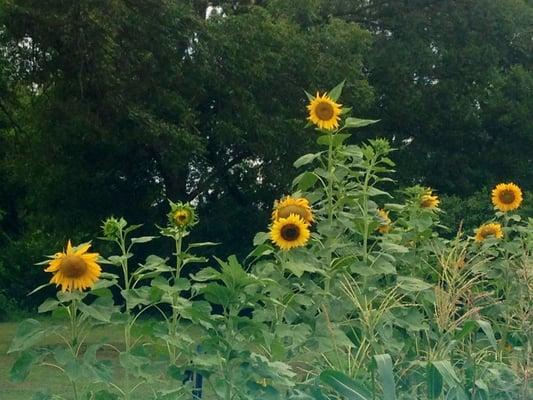 Field of giant sunflowers..