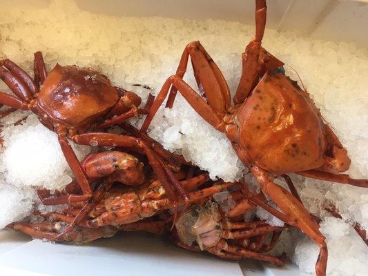 Red Crabs fresh! Caught off of Virginia Beach. I couldn't not try these beauties!!