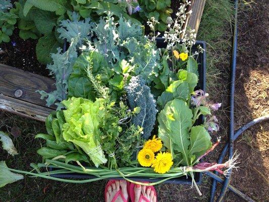 Who needs a grocery story or farmers market when the most delicious and nutrient-dense food is right out your front door?