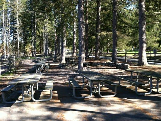 Plenty of picnic tables & grills