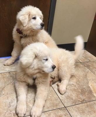 Our sweet (so dirty) puppies at the vet office