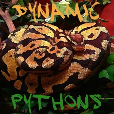 Dynamic Pythons Logo