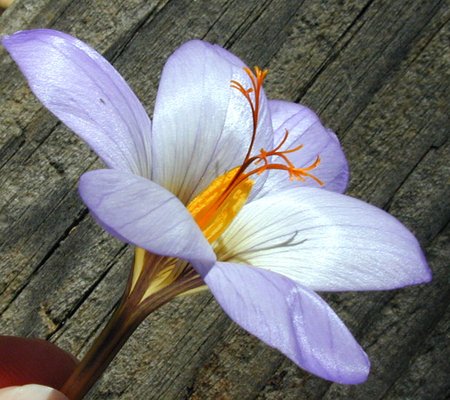 Crocus sativa, saffron, a homeopathic medicine for dark hemorrhages, constipation, alternating moods, and other conditions.