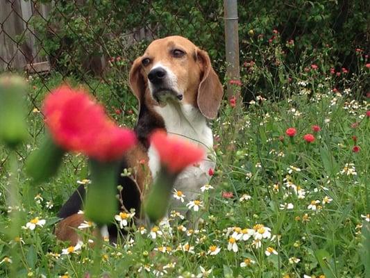 Snoopy Dog Camp