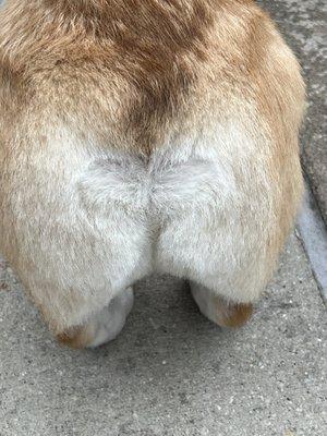 Fresh butt cut!