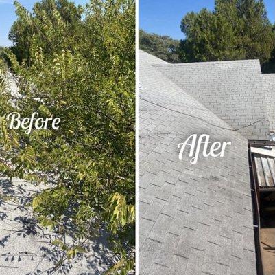 Elm tree removal from roof.