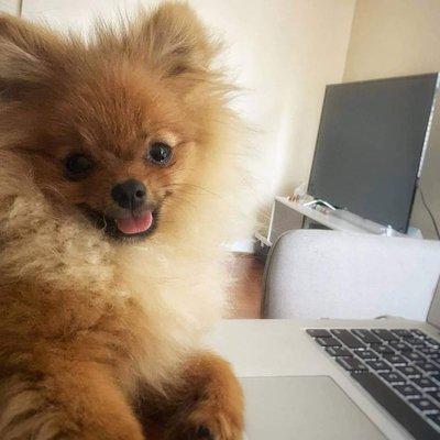 Posted @withregram * @fofo_the_diplo_pom Busy working from home. Gotta check on my bone stocks  #mycoworkersarebetterthanyours  #cityp