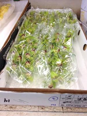 Small cymbidium branches at Kelley Wholesale