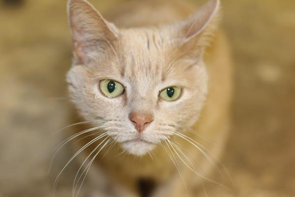 Roger, clinic cat