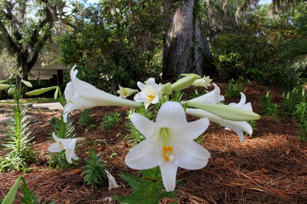 Easter Lilies in the Garden in front of Gardners Florist.