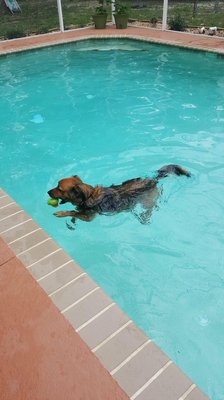 Zeke spending his time in the pool