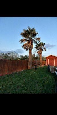 Trees and palms service. MAGIC TOUCH LAWN,PALMS AND TREES SERVICE.