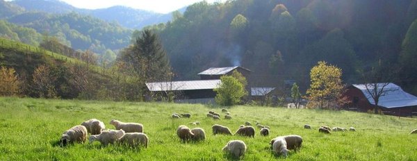 East Fork Farm in Marshall, NC