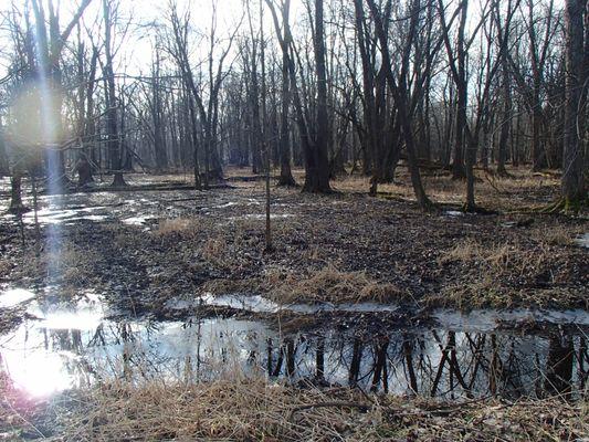 Reminds me of Congaree National Park in South Carolina ..