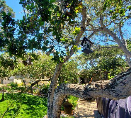 Birdhouses hanging from tree at Hansel and Gretel Cottages