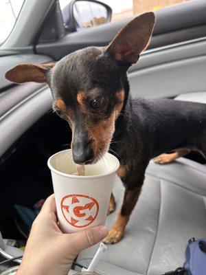 Puppcino