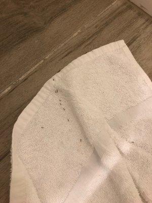 Ants in the downstairs bathroom