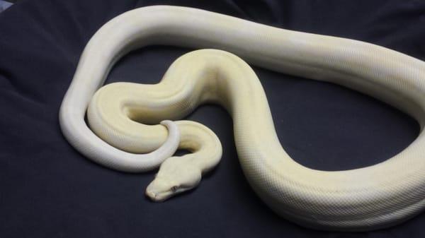 Snow Boa