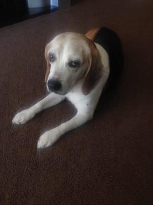 Vegas: 12 yr old Beagle.