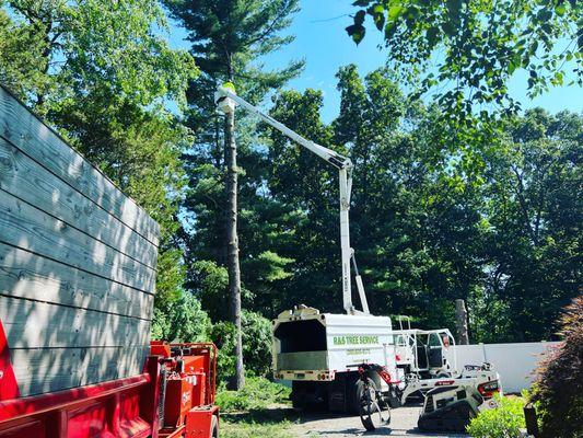 R&S TREE SERVICE