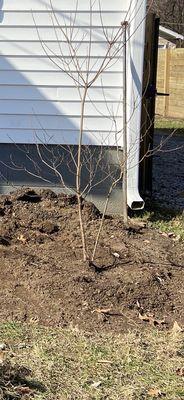 Dogwood planted too deep