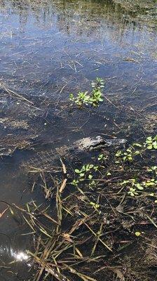 River View Swamp Tours