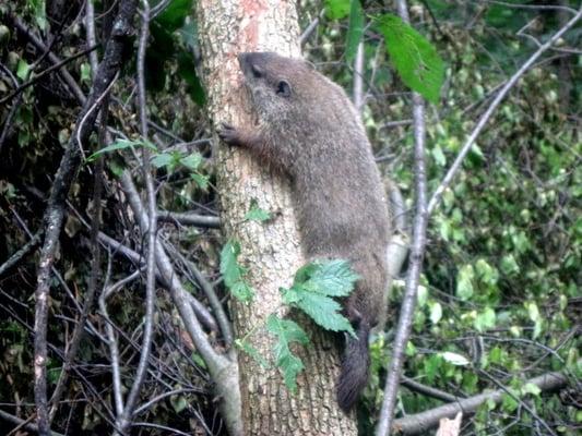 A woodchuck don't chuck wood