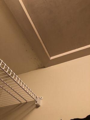 Mold found in bedroom closet