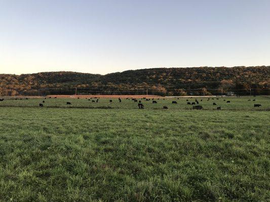 Cotton Cattle