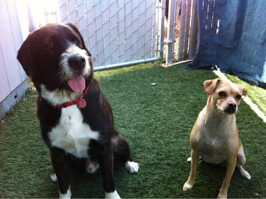 Daycare regular Scottie & Chablis posing for the camera