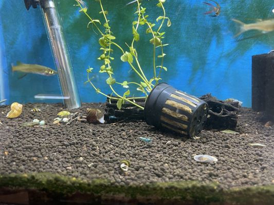 One of the 15-20 nano tanks they sell from.