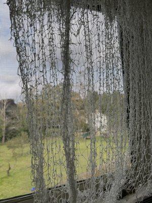 Lace curtain