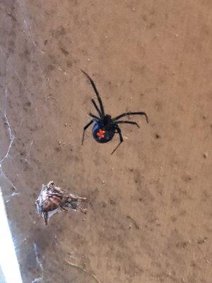 Black Widow spider in action on the job!