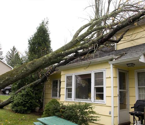 Tree Damage