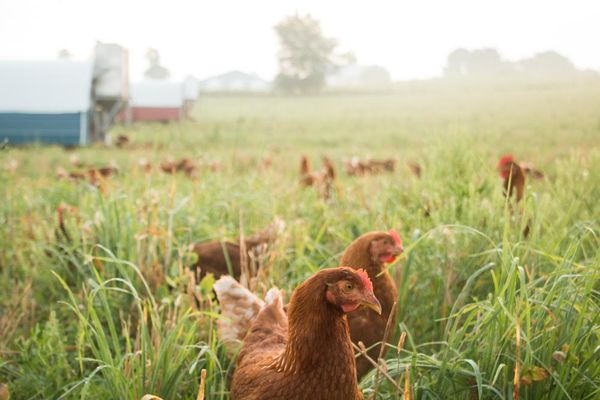 Soy-Free Pastured Laying Hens